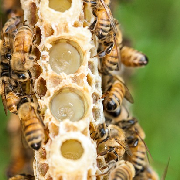 royal jelly.jpg